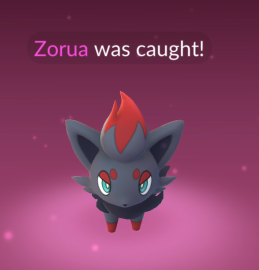 New Pokémon GO issue confirmed: Wild Unovan Zorua and Hisuan Zorua will appear in their natural form for Trainers who have either Unovan Zorua or Hisuan Zorua as their Buddy Pokémon
